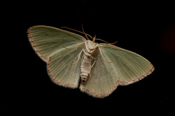 Nemoria bistriaria (Red-fringed Emerald)