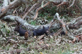 Two Piglets