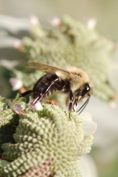 Bombus impatiens (Common Eastern Bumble Bee)