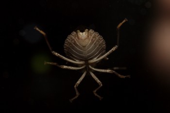 Halyomorpha halys (Brown Marmorated Stink Bug)