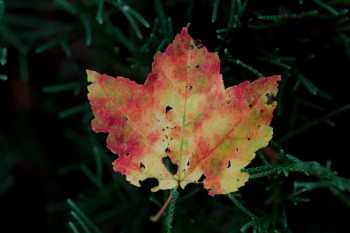 Turning Maple Leaf