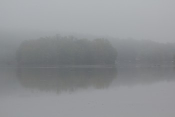 Needwood in Fog