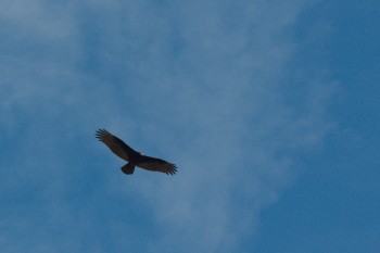 Cathartes aura (Turkey Vulture)