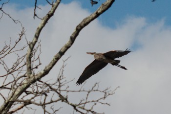 Ardea herodias (Great Blue Heron)