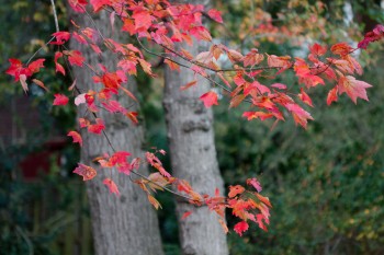 Fall Color