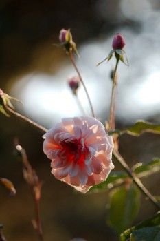 Rose ‘Perle d’Or’