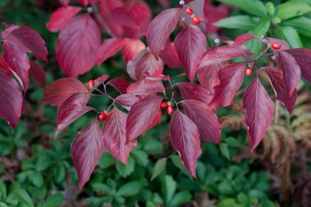 Dogwood Leaves