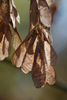 Dried Samaras