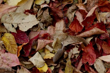 Red and Gold and Brown