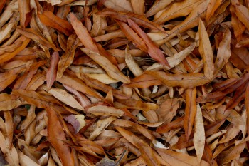 Willow Oak Leaves