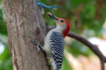 <em>Melanerpes carolinus</em> (Red-bellied Woodpecker)