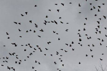 Starlings