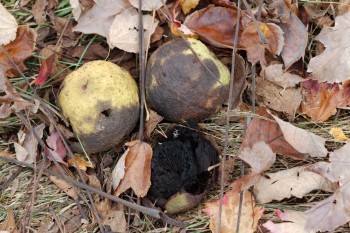 Walnuts and Leaves