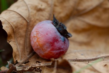 American Persimmon (Diospyros virginiana)