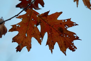 Oak Leaves