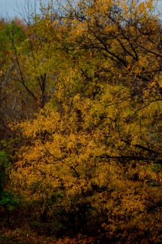 Autumnal Orange