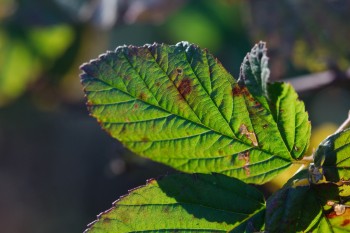 Illuminated Leaf