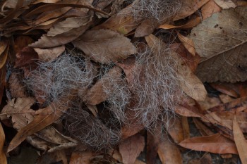 Hair and Leaves