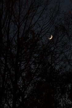 Moon Through the Trees