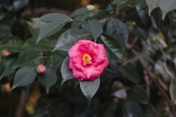Camellia japonica 'Lady Clare'