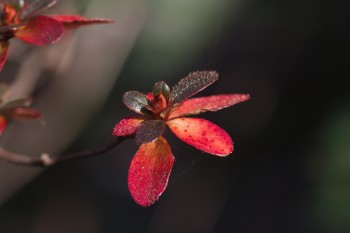 Azalea Leaves