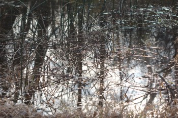 Marsh Reflections