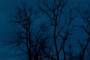 Tree Silhouettes
