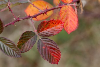 Fall Bramble Colors