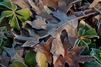 Frosty Morning