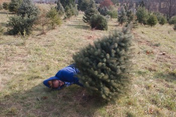 Dorothy Cutting A Tree