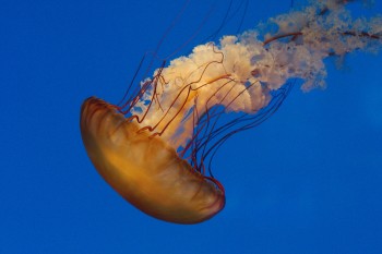 Chrysaora fuscescens (Pacific Sea Nettle)