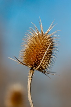 Teasel (Dipsacus sp.)