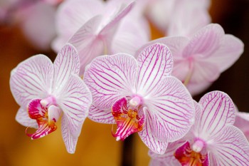 Phalaenopsis Orchid