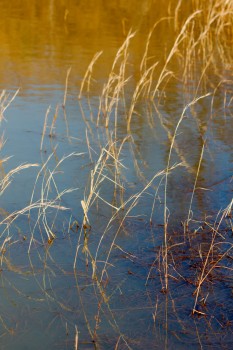 Muddy Pond