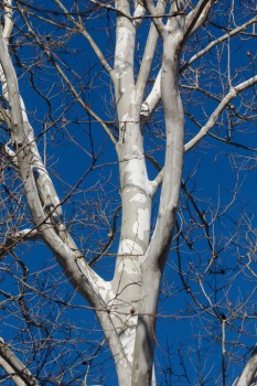 Sycamore Tree