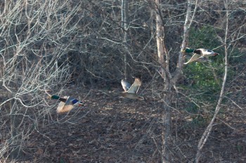 Ducks In Flight