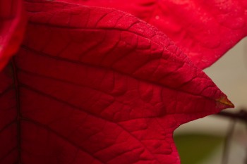 Poinsettia Leaf