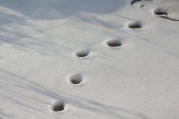 Tracks In The Snow