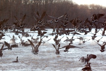 Geese Taking Flight