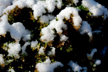 Snow on Boxwood