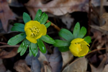 Eranthis hyemalis (Winter Aconite)