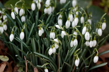 Galanthus nivalis (Common Snowdrops)