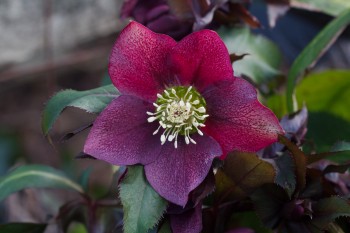 Helleborus sp. (Lenten Rose)