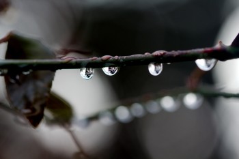 Water Droplets on a Rose Stem