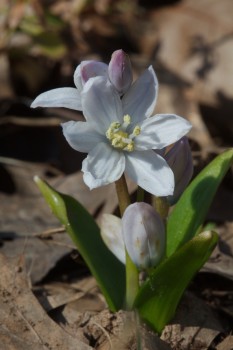 Scilla mischtschenkoana