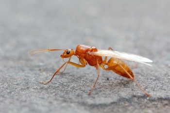 Large Ant