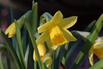 Daffodil 'Tete-a-Tete'