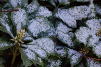 Snow on Pachysandra Leaves