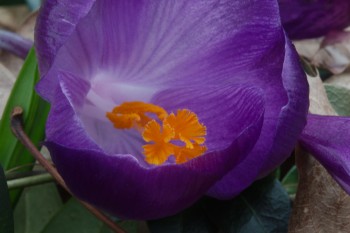 Crocus