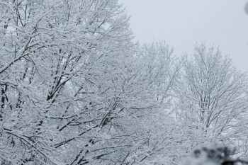 Snow in Tree Branches